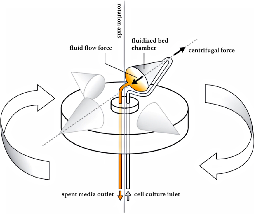 (293e) Optimizing T Cell Growth in a Centrifugal Fluidized Expansion ...