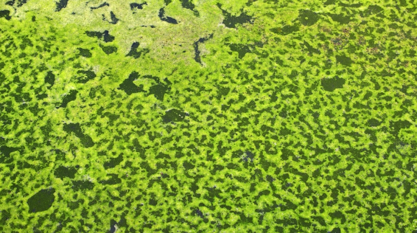 Tar Sands CO2 Emissions Could Feed Algae Biofuel | AIChE