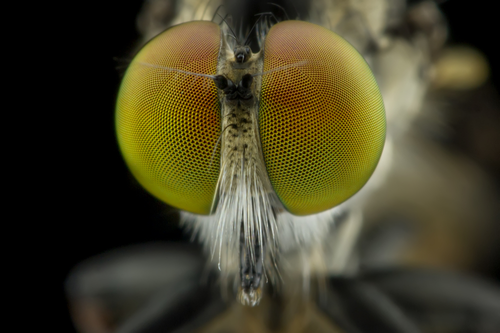 New Solar Cell Design Inspired by Insect Compound Eye | AIChE