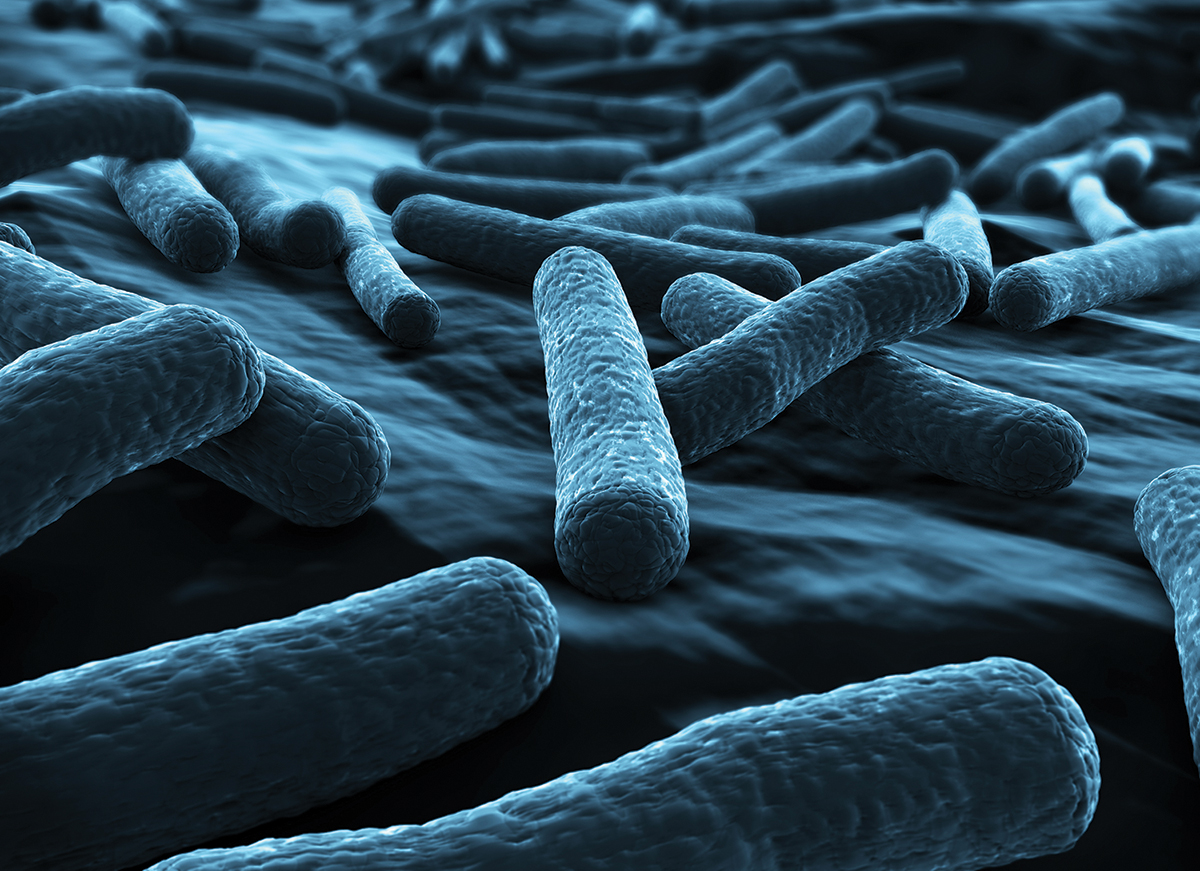 E. coli Nissle 1917 is one of many beneficial bacteria varieties that live in the human gut.