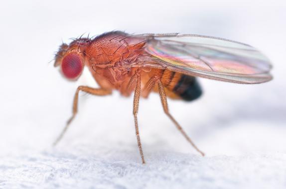 Magnified view of the Drosophila melanogaster fruit fly 