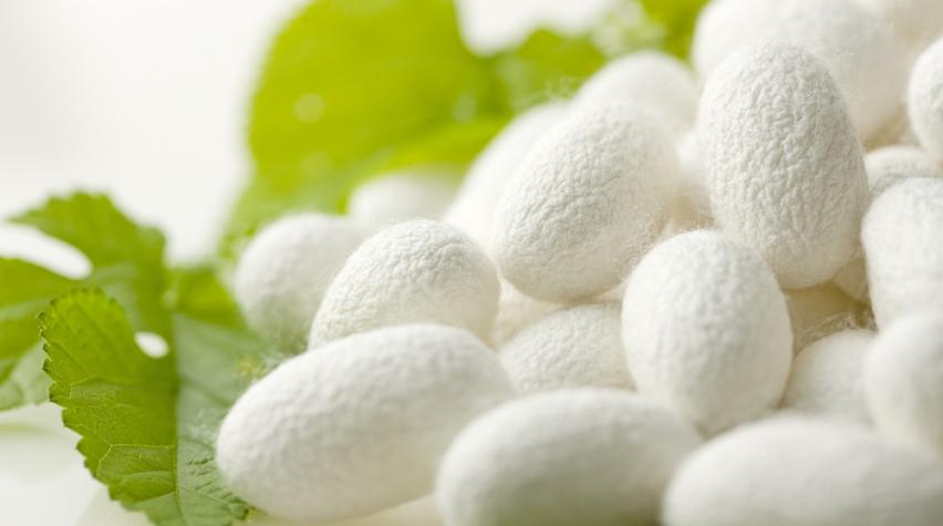 Micro Silk Cocoons Could Be Used in Food and Medicine AIChE